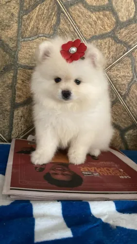 Lulu da Pomerânia 