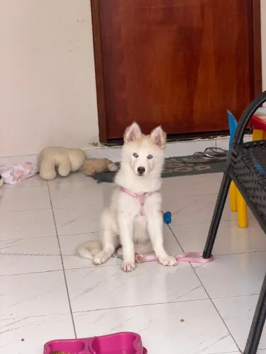 Husky siberiano fêmea
