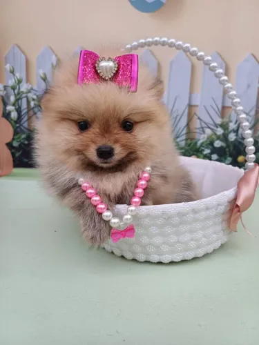 Spitz alemão  fêmea  valor 3500,00 