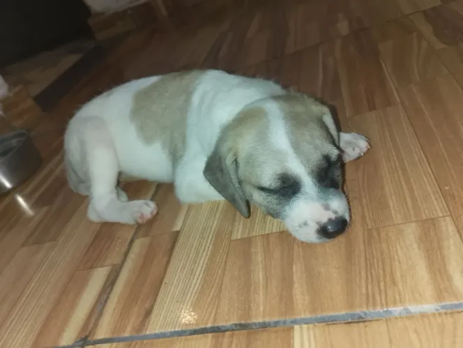 Cachorra para doar