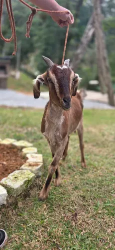 Casal Cabrito Boer