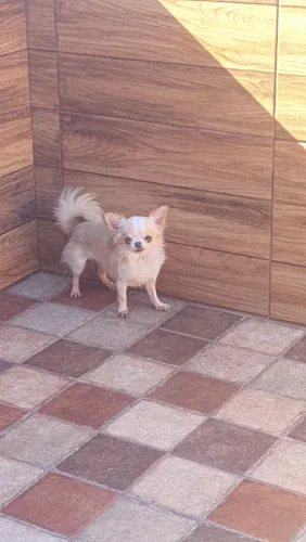 Chihuahua macho lulu femeas adultos