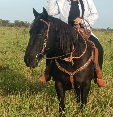 VENDO CAVALO E POTRA