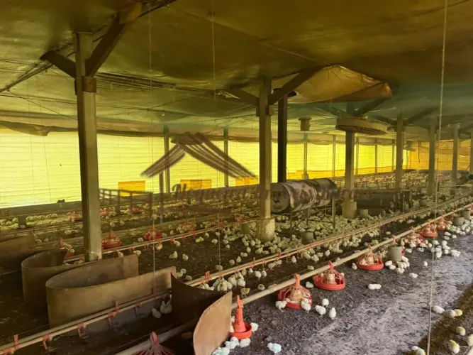 Sitio com granjas, 200 mil aves