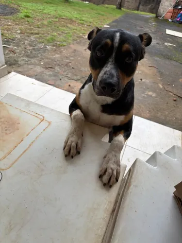 Doa-se Américan Bully misturado com Border Collie