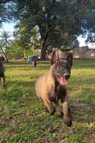 Pastor Belga Malinois e Pastor alemão puros