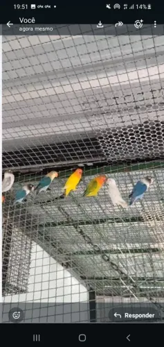 Vendo viveiro para petes