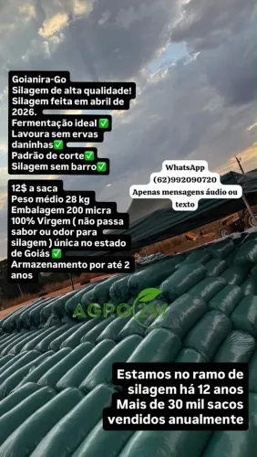 Silagem de milho em Goianira-Go