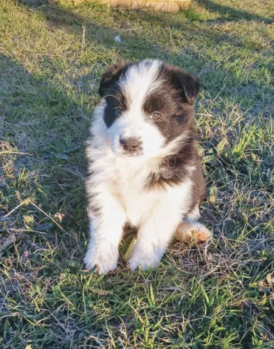 Filhotes de Border Collie | Diversão garantida em casa.