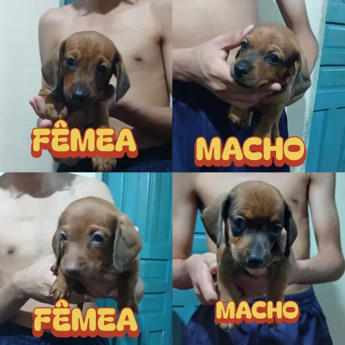 Cachorro Salsichas 