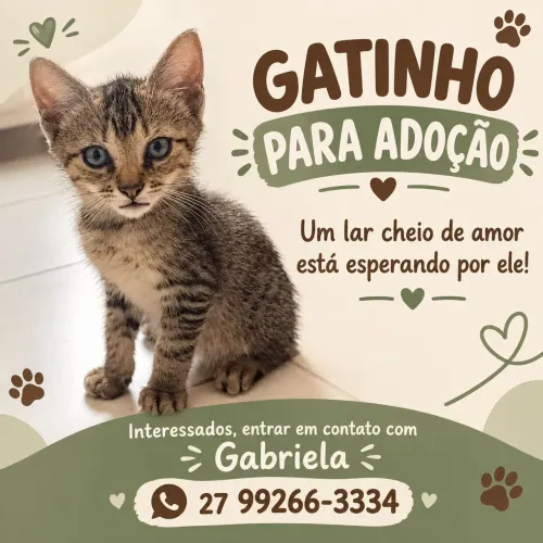 Gato macho para Doação