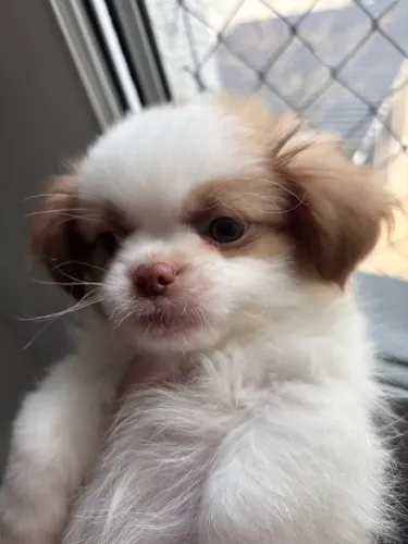 Shih-Tzu puro