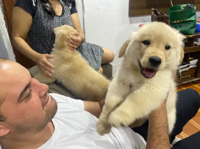 Golden Retriever Filhotes