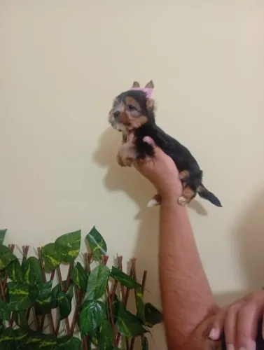 Lindos Filhotes Yorkshire Terrier