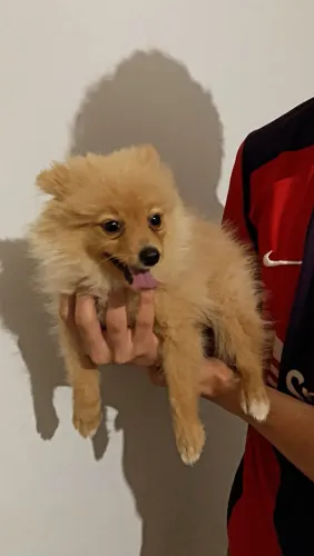 Filhote spitz alemão 
