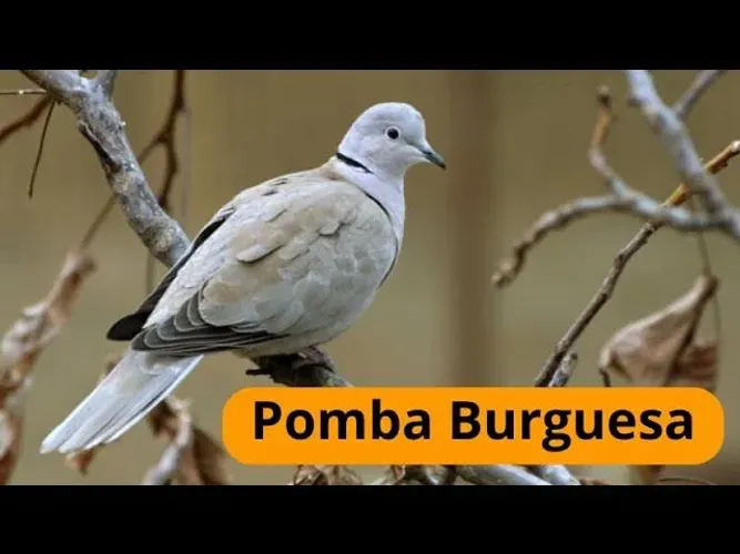 Pombas ornamentais