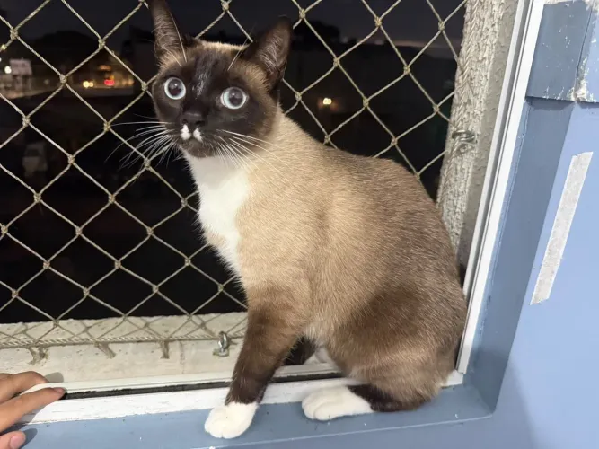 Gatinha pra doação Pinhais *