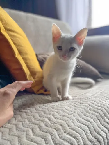 Uma pequena companheira à procura de um lar cheio de amor!