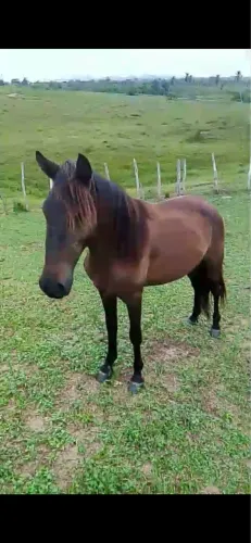 Potro 2 anos puro de picado