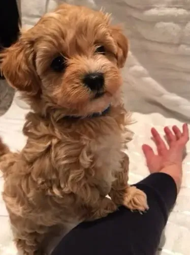 Poodle: Um Companheiro Cheio de Amor Está Esperando Por Você