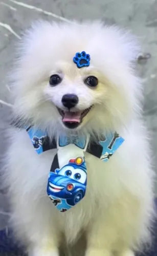 Filhote de Lulu da pomerania