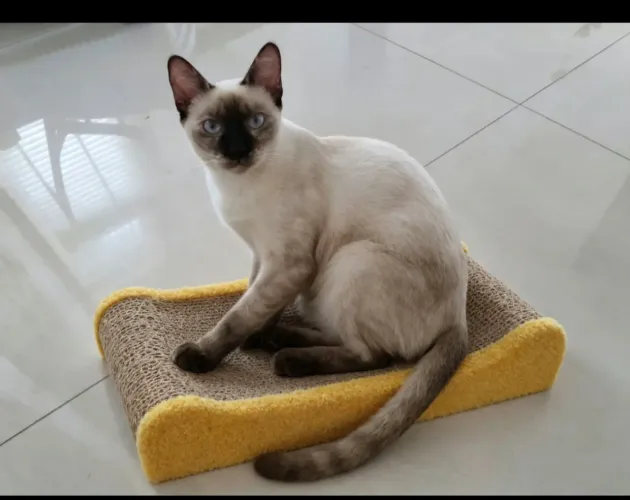 Siamês adoção responsável 