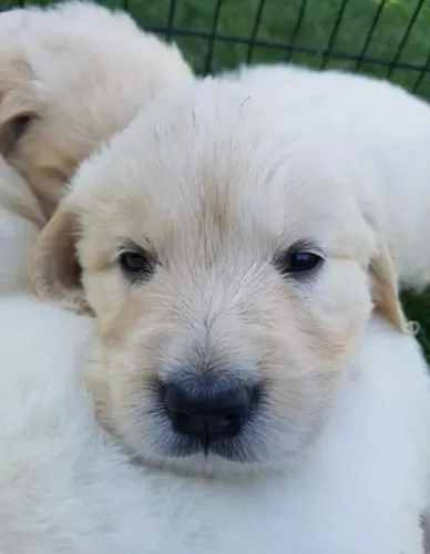 Filhotes de Golden Retriever | Felicidade peluda te esperando.