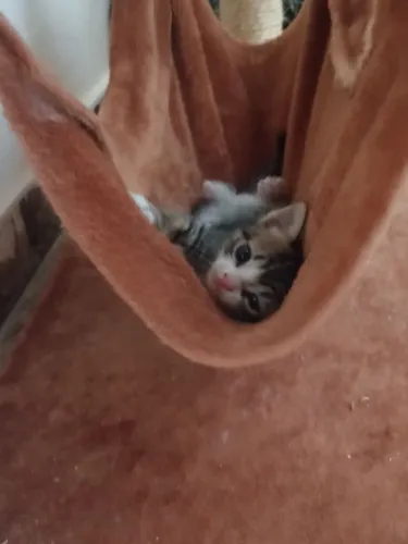 Gatos pra doação 