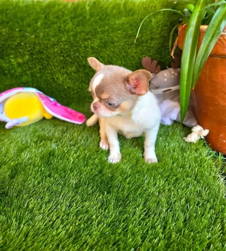 Chihuahua