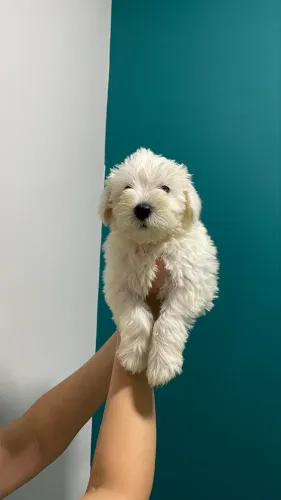 Filhotes de schnauzer 