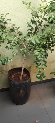 Pé de Acerola 5 anos 1.90cm