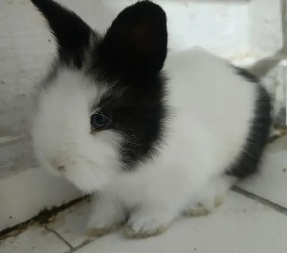 Coelhos teddy