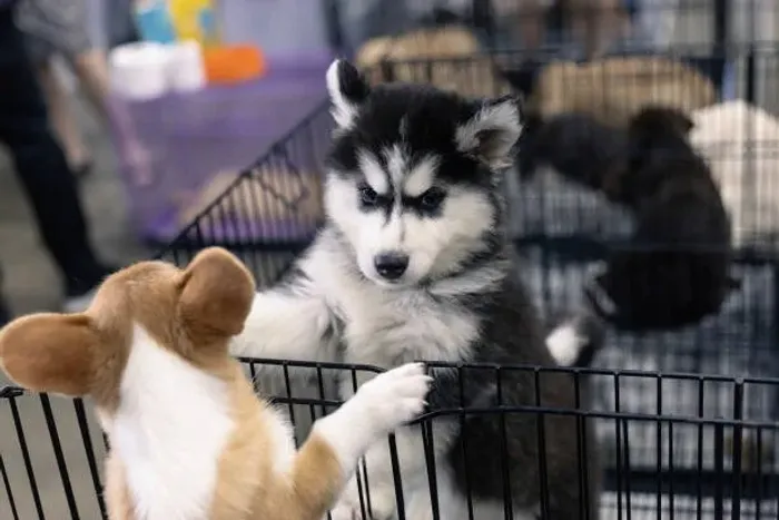Filhote de Husky Siberiano Com Uma Beleza Que Impressiona