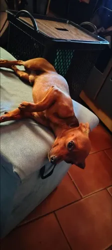 PINSCHER ZERO 