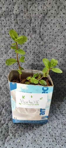 Muda de Hortelã 