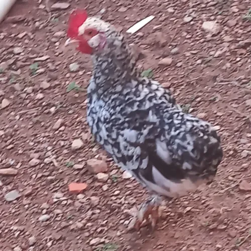 Frango e mine galize