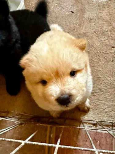 Vendo filhotes de chow chow 700