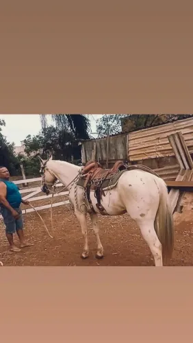 Vendo cavalo baio com registro 6.000