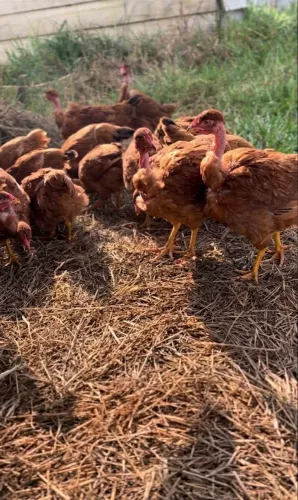 Galinhas Frangos e frangas caipiras pescoço pelado criada solta