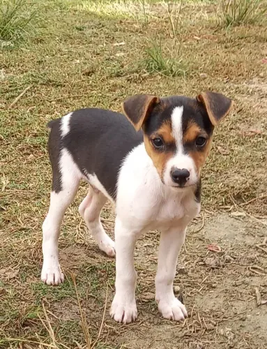 Filhote de Fox Paulistinha