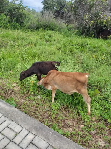 Bezerros