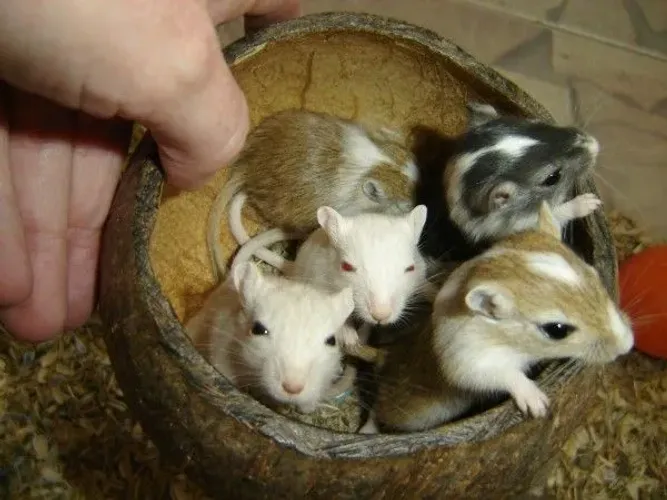 Vendo filhotes de esquilo da Mongólia (Gerbil)