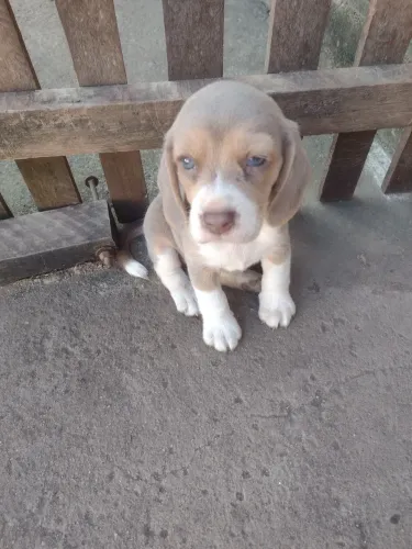 Beagle 13 polegadas c/ pedigree CBKC