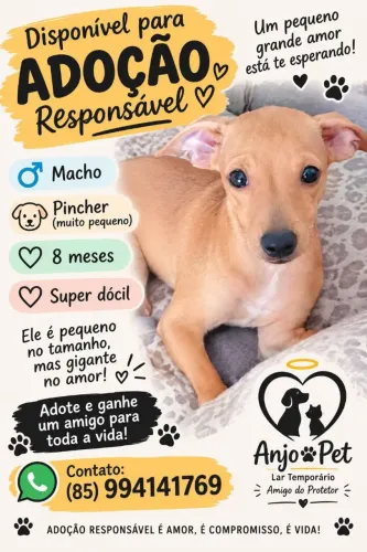 Cachorros lindos pra adoção responsável
