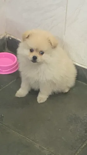 Spitz alemão 