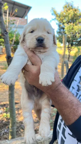 Golden Retriver machos e fêmeas