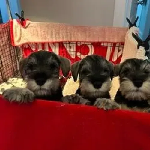 Schnauzer,Schnauzer Filhote Top Padrão da Raça