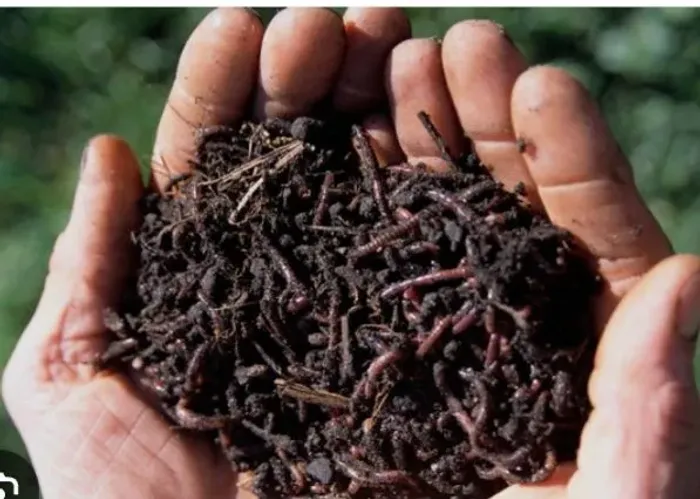 Minhocas para compostagem