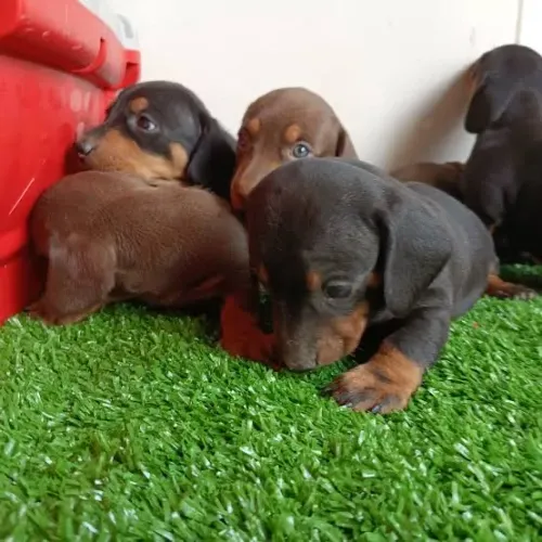 Basset Teckel Macho e Fêmea