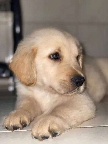 Golden Retriever